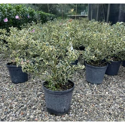 Közönséges magyal   ILEX AQUIFOLIUM ARGENTEOMARGINATA 40/+ K9