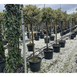 Közönséges magyal  ILEX AQUIFOLIUM ARGENTEOMARGINATA T120 60/70 K35