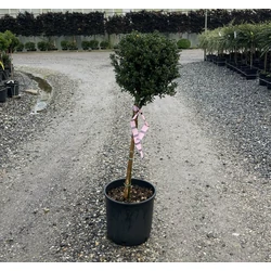 Csipkéslevelű magyal  ILEX CRENATA GLORY GEM T1/4 K9