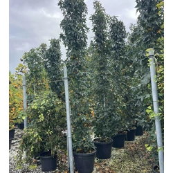 Amerikai ámbrafa   LIQUIDAMBAR STYRACIFLUA SLENDER SILHOUETTE 350/400 K70