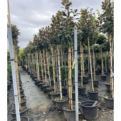 Örökzöld liliomfa   MAGNOLIA GRANDIFLORA GALLISONIENSIS PRAECOX T200 8/10 K