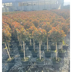 Örökzöld korallberkenye PHOTINIA FRASERI LITTLE RED ROBIN T1/4 K7