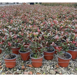 Örökzöld korallberkenye PHOTINIA FRASERI COMPACTA 40/+ K3