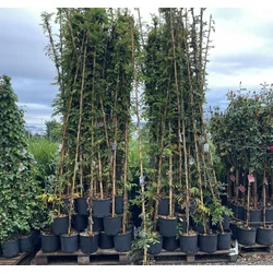 Lilaakác   WISTERIA FAJTÁK 200/250 K9