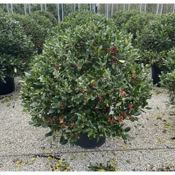 Közönséges magyal   ILEX MUTCHAGARA NELLIE R. STEVENS GÖMB 80/100 K