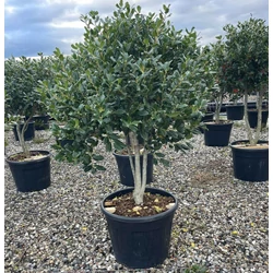 Közönséges magyal   ILEX MUTCHAGARA NELLIE R. STEVENS TÖBBTÖRZSES K70