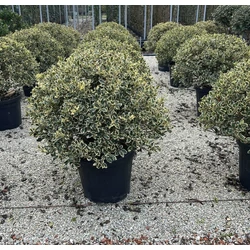 Közönséges magyal   ILEX AQUIFOLIUM ARGENTEOMARGINATA GÖMB 80/100 K