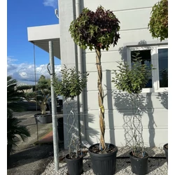 Amerikai ámbrafa   LIQUIDAMBAR STYRACIFLUA GUMBALL T200 CSAVART TÖRZS K50