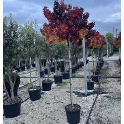Amerikai ámbrafa   LIQUIDAMBAR STYRACIFLUA GUMBALL T3/4 K20/25