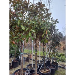 Örökzöld liliomfa   MAGNOLIA GRANDIFLORA GALLISONIENSIS PRAECOX T3/4 K55
