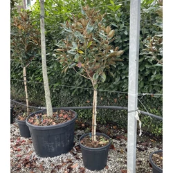 Örökzöld liliomfa   MAGNOLIA GRANDIFLORA LITTLE GEM T1/2 K35