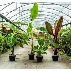 Arany lótuszbanán MUSELLA LASIOCARPA K7