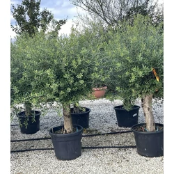 Olajfa   OLEA EUROPAEA T1/4 K70