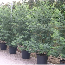 Acacia ACACIA DEALBATA  300/+ K18 