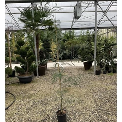Acacia ACACIA DEALBATA 150/200 K5