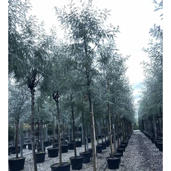 Acacia ACACIA DEALBATA T200 14/16 K70