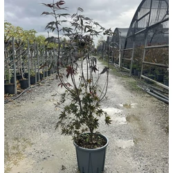 Japán juhar   ACER PALMATUM BLOODGOOD 80/100 K15