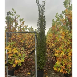 Oszlopos gyertyán   CARPINUS BETULUS FASTIGIATA 300/350 K50