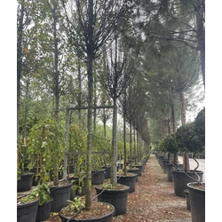 Oszlopos gyertyán   CARPINUS BETULUS FASTIGIATA T200 20/25 K180