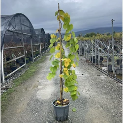 júdásfa  CERCIS CANADENSIS GOLDEN FALLS 150/200 K18