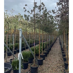 Csillagsom    CORNUS KOUSA VENUS T200 6/8 K35