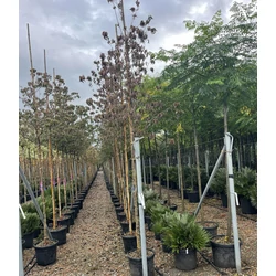 Csillagsom    CORNUS X RUTH ELLEN T200 6/8 K35