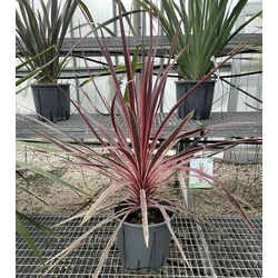 Bíbor bunkóliliom CORDYLINE AUSTRALIS CHARLIE BOY K7