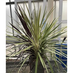 Bunkóliliom CORDYLINE AUSTRALIS TRIO K18