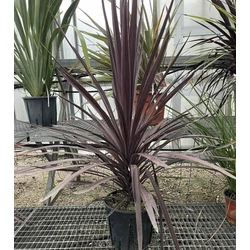 Bíbor bunkóliliom CORDYLINE AUSTRALIS RED STAR K7