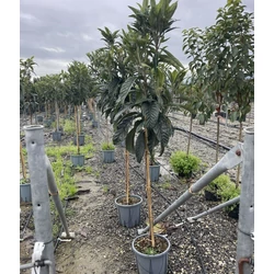 Japán naspolya ERIOBOTRYA JAPONICA T1/2 K18