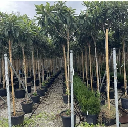 Japán naspolya ERIOBOTRYA JAPONICA T200 10/12 K35