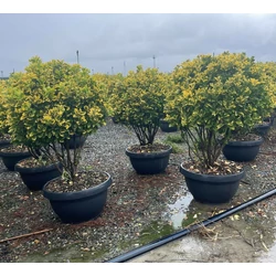 Japán kecskerágó EUONYMUS JAPONICUS ELEGANTISSIMUS AUREUS TÖBBTÖRZSES GÖMB K45