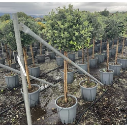 Mirtuszdió FEIJOA SELLOWIANA T1/2 40/50 K18