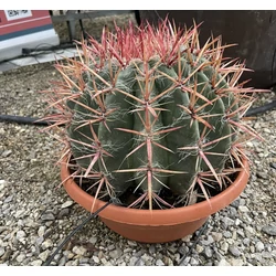 horridus kaktusz FERROCACTUS STAINESII K18