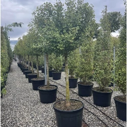 Páfrányfenyő   GINKGO BILOBA FASTIGIATA BLAGON T120 20/25 K150