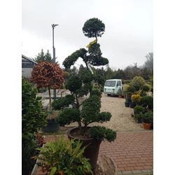 Csipkéslevelű magyal   ILEX CRENATA KINME BONSAI 140/160 K50