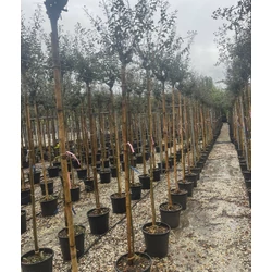 Kínai selyemmirtusz   LAGERSTROEMIA INDICA T200 6/8 K18