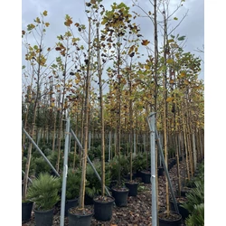 Tulipánfa    LIRIODENDRON TULIPIFERA T200 8/10 K25