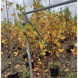 Aranysárga, tarka tulipánfa  LIRIODENDRON TULIPIFERA FASTIGIATA 200/250 K18