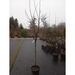  liliomfa  MAGNOLIA LIMELIGHT T1/2 6/8 K25