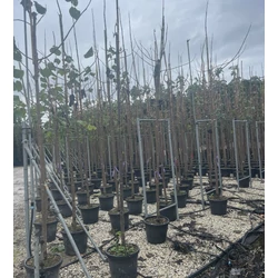 Nagylevelű császárfa   PAULOWNIA TOMENTOSA T200 14/16 K35/50