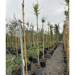 Gömb platán PLATANUS X ACERIFOLIA ALPHEN'S GLOBE T200 8/10 K25