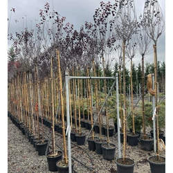 Vérszilva    PRUNUS CERASIFERA NIGRA T200 6/8 K18