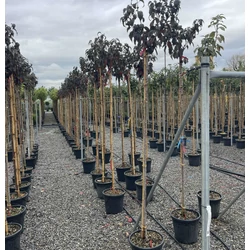 Vöröslevelű díszcseresznye  PRUNUS SERRULATA ROYAL BURGUNDY T200 8/10 K25