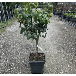 Körte PYRUS COMMUNIS GARDEN PEARL T1/4 K11