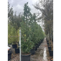 Oszlopos mocsári tölgy  QUERCUS X CRIMSON SPIRE 400/450 K150/180