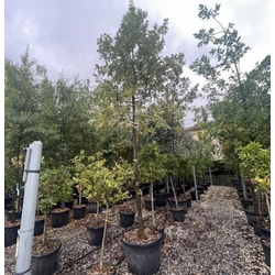  tölgy   QUERCUS ROBUR T200 20/25 K180