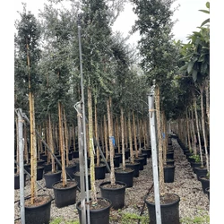 Paratölgy   QUERCUS SUBER T200 14/16 K50