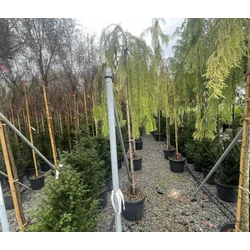 Csüngőágú mocsáriciprus   TAXODIUM DISTICHUM PENDENS T200 12/14 K35/50