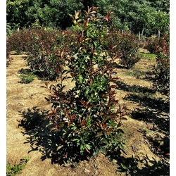 Örökzöld korallberkenye PHOTINIA FRASERI MAGICAL VULCANO 125/150*